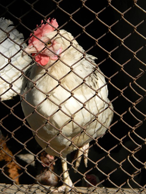 国际舞台上 国际舞台上